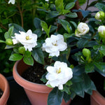 Gardenia Jasminoides  3