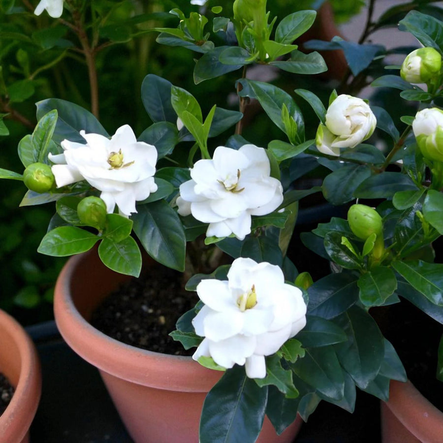 Gardenia Jasminoides  3