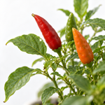 Capsicum Salsa Chillies  3