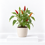 Capsicum Salsa Chillies  1