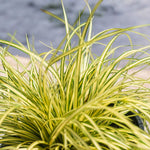 Carex Evergold Grass  1