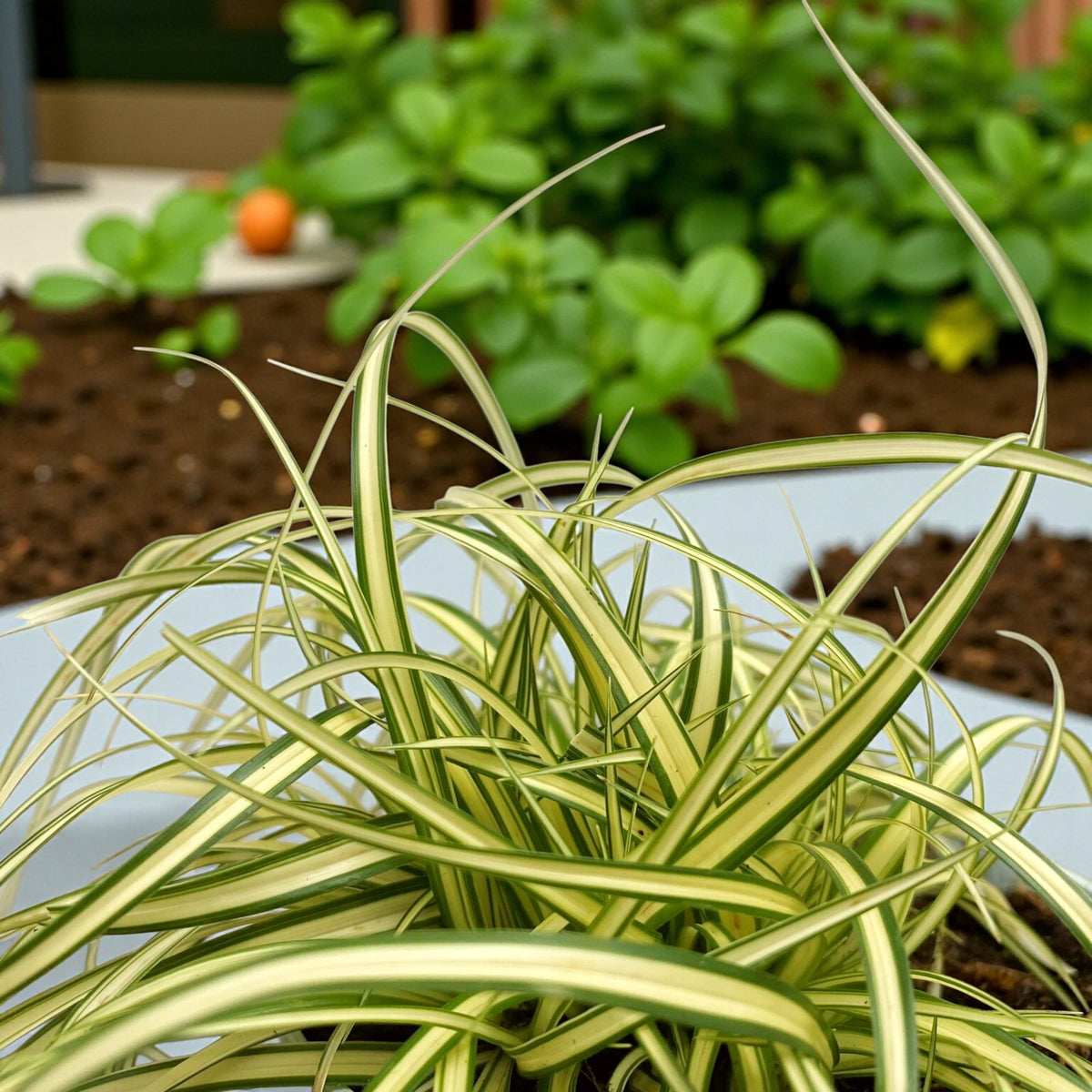 Carex Evergold Grass  2