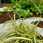 Carex Evergold Grass  2