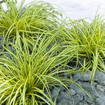 Carex Evergold Grass  3