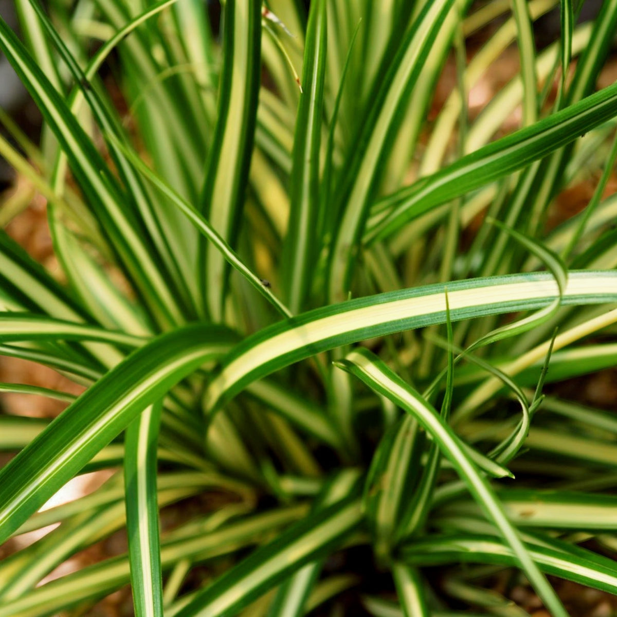 Carex Evergold Grass  4