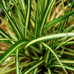 Carex Evergold Grass  4