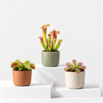 Carnivorous Plant Mix  1