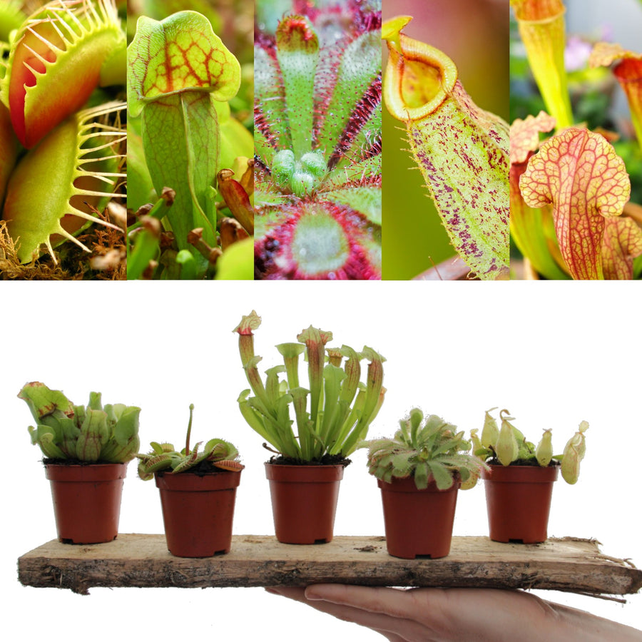 Carnivorous Plant Mix Carnivorous Plant Mix image1 2