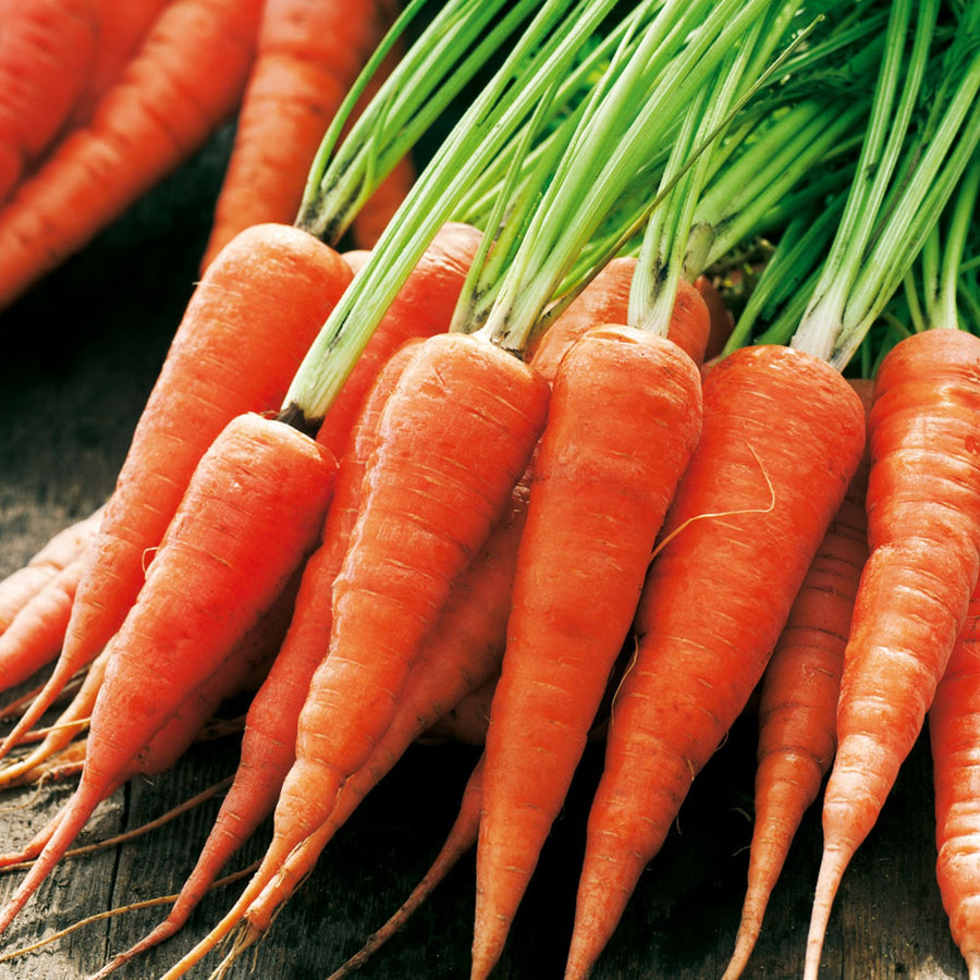 Carrot Mix Collection Baby Carrot 'Chantenay 2 Red Cored' (8 Pack) image3 2