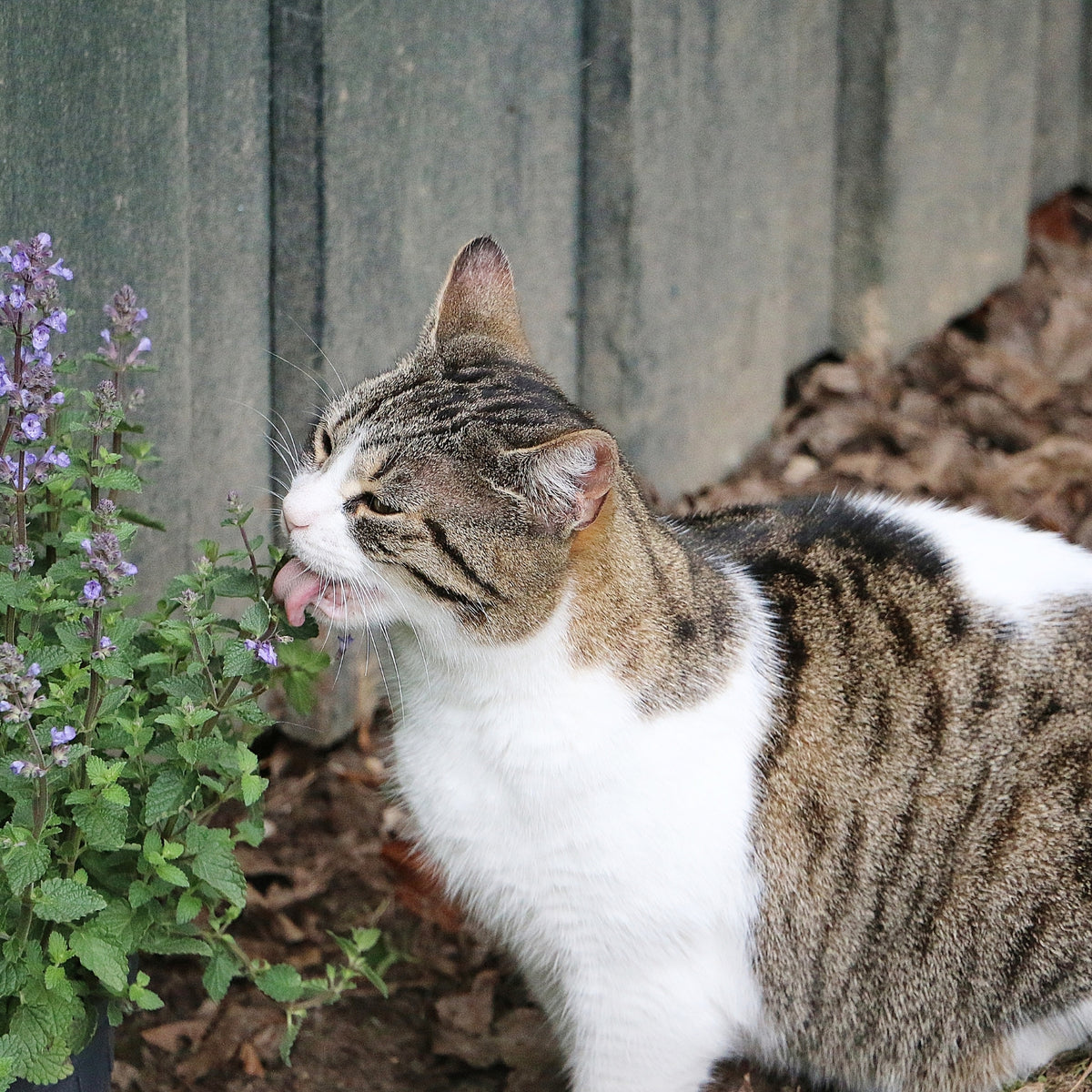 Nepeta Six Hills Giant 1L Pot  3