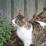 Nepeta Six Hills Giant 1L Pot  3