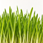 Cat Grass Hordeum Vulgare  2