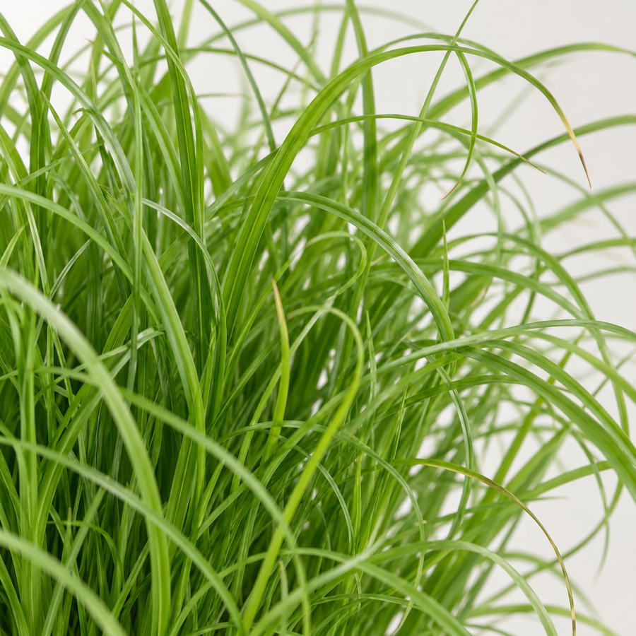 Cat Grass Cyperus Zumula  2