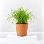 Cat Grass Cyperus Zumula  3