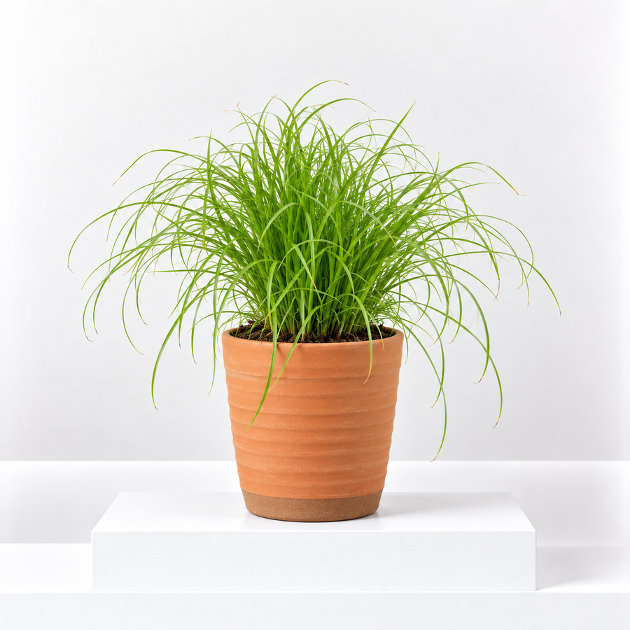 Cat Grass Cyperus Zumula  3