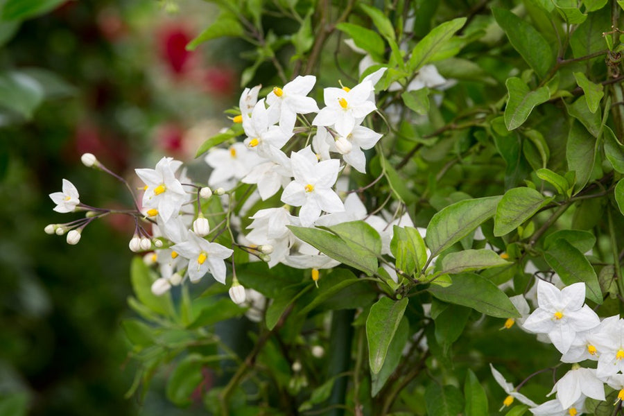 Solanum Laxum Album Jasmine Nightshade Solanum laxum 'Album' (Jasmine Nightshade) image2 2