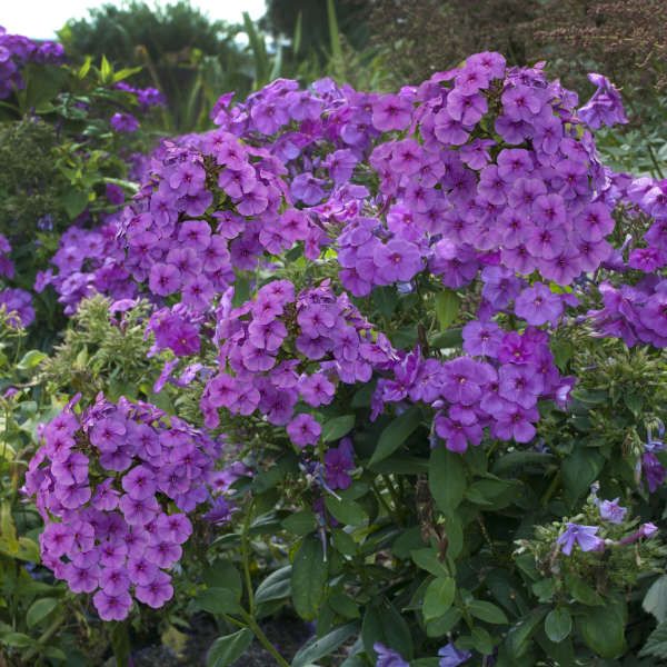 Phlox Panticulata - Lavender Phlox Panticulata - Lavender image4 4