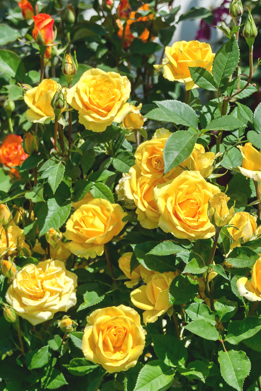 Yellow Rose Bush - Sun Flare cd61e14459710fa3263ea311cdb22145 1