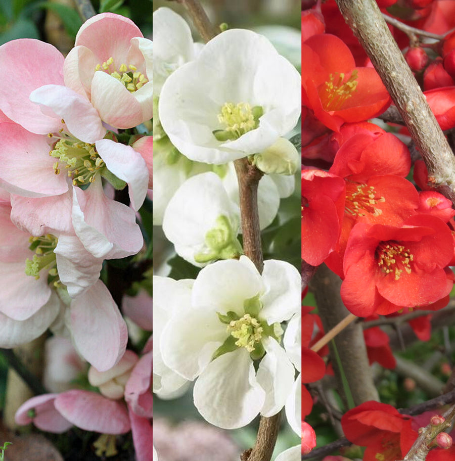 Chaenomeles Plant Mix - Flowering Quince Shrub chaenomelesmix 1