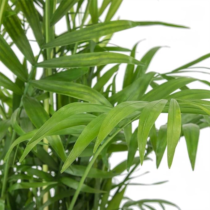 Mini Indoor Plant Mix chamaedora 15