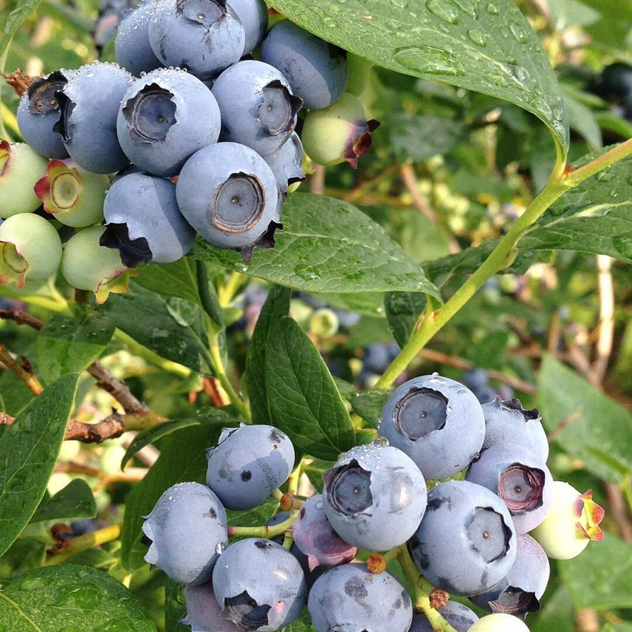Blueberry Plant  7