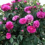 Rosa Charles de Mills  2