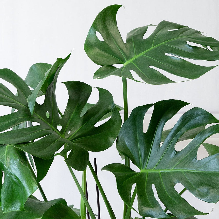 Mini Indoor Plant Mix cheese 14