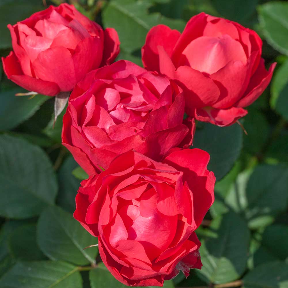 Red Rose Bush - Cherry Bonica