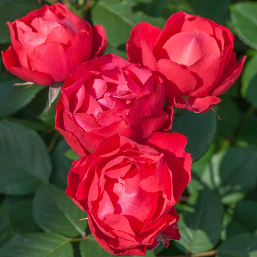 Red Rose Bush - Cherry Bonica cherry-bonica 1