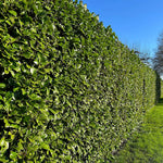 Cherry Laurel Hedging Bare Roots  2