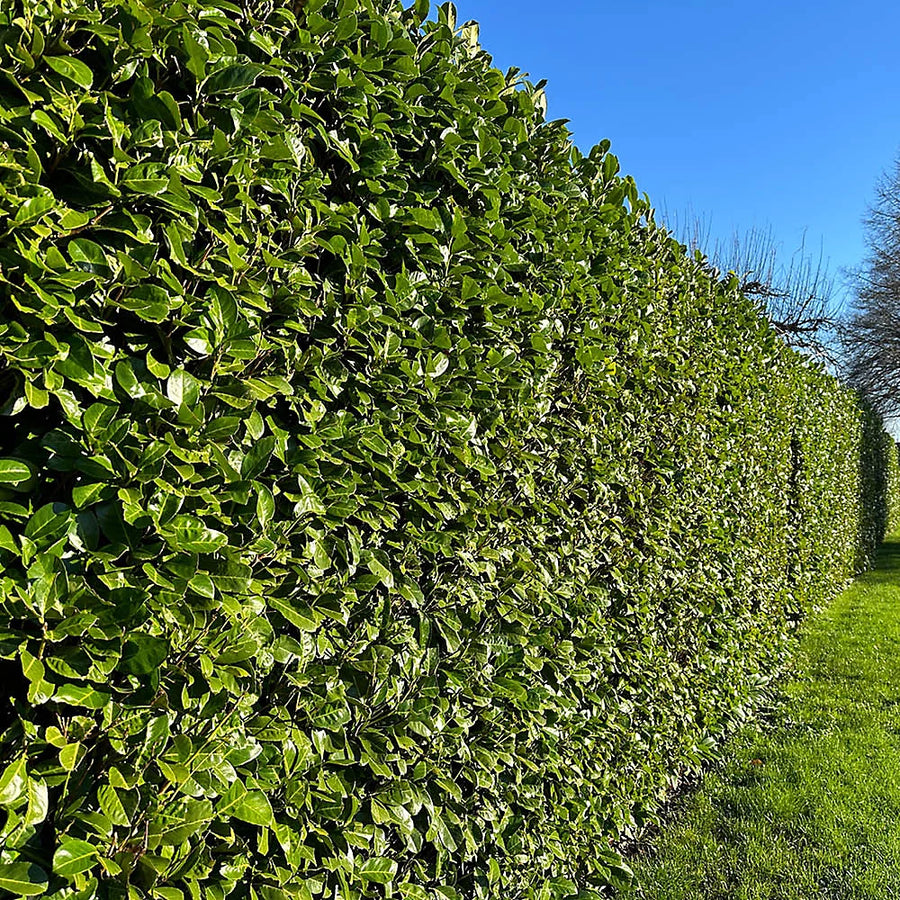 Cherry Laurel Hedging Bare Roots  2