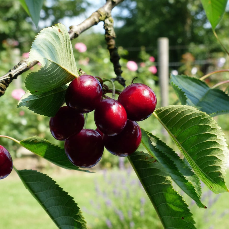 Cherry Tree - Sylvia  1