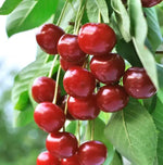 Small Cherry Tree  2