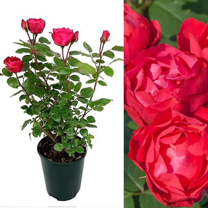 Red Rose Bush - Cherry Bonica cherrybonica 2