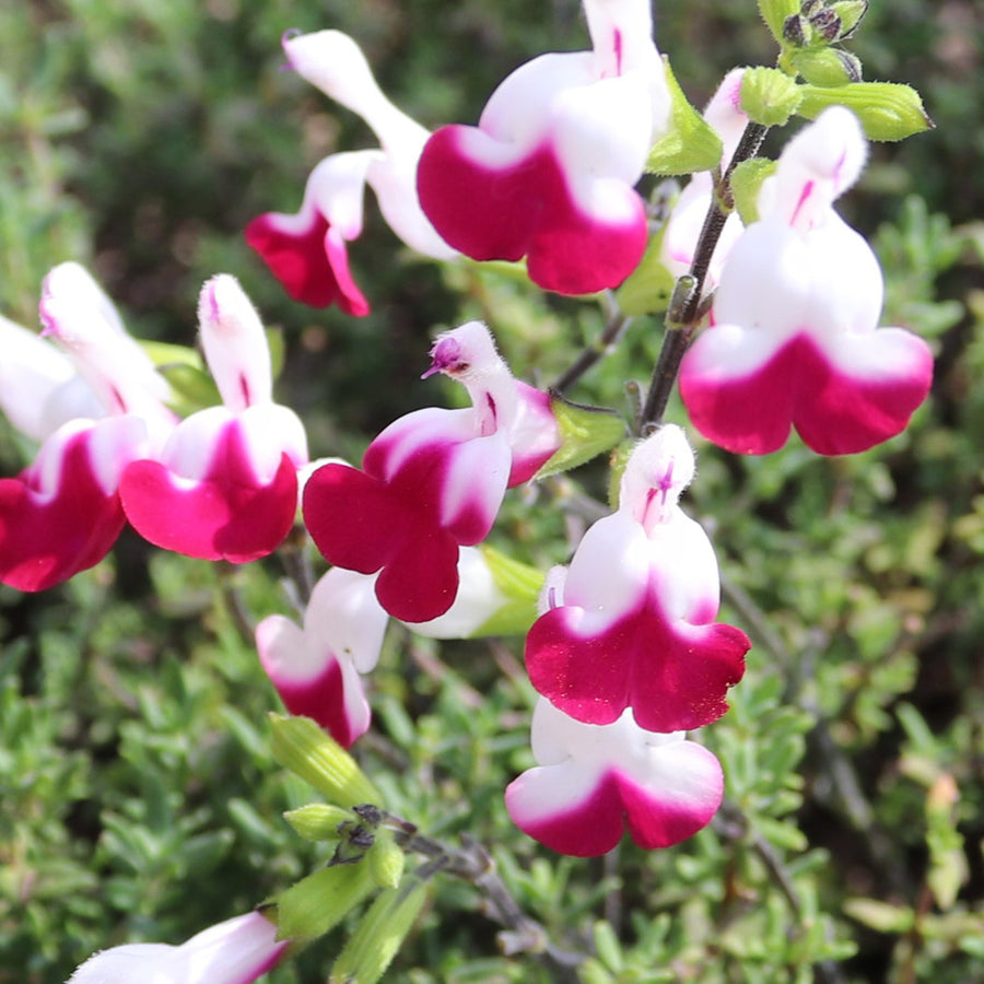 Salvia Cherry Lips Salvia 'Cherry Lips' image3 3