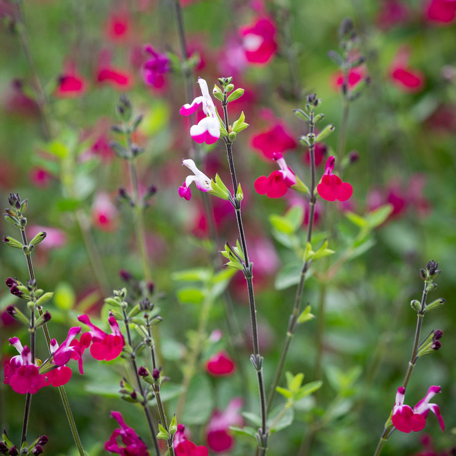 Salvia Cherry Lips Salvia 'Cherry Lips' image2 2