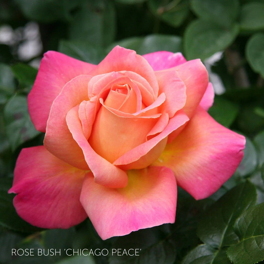 Pick Your Own Rose Garden  9