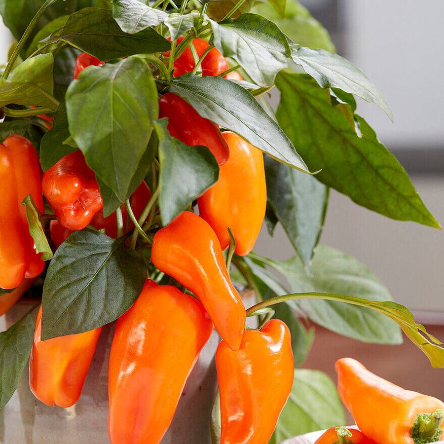 Capsicum Chilli Orange Spice F1 2 x Capsicum Chilli 'Orange Spice F1' image3 1