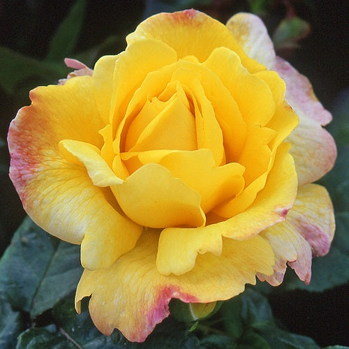 Bare Root Rose Mix - Fragrant Cloud, Chinatown & Blue Moon 3 x Bare Root Rose Mix - Fragrant Cloud, Chinatown & Blue Moon image2 3