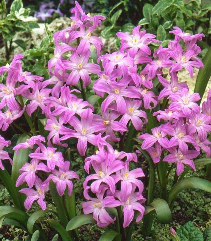Chionodoxa Rosea - Glory of the Snow 3 x Chionodoxa Rosea - Glory of the Snow image3 3