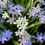 Chionodoxa Mixed Spring Bulbs Bright spring sunlight falling on Chionodoxa flowers in white, lilac, and sky blue, surrounded by green leaves. 2