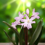 Chionodoxa Rosea Spring Bulbs Chionodoxa 'Pink Giant' in full bloom, displaying tall stems with clusters of pale pink flowers above lush green leaves. 1