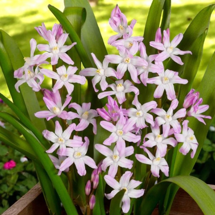 Chionodoxa Rosea Spring Bulbs Pale pink Chionodoxa blossoms with light yellow stamens, contrasting against dark green leaves. 2
