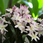 Chionodoxa Rosea Spring Bulbs  4