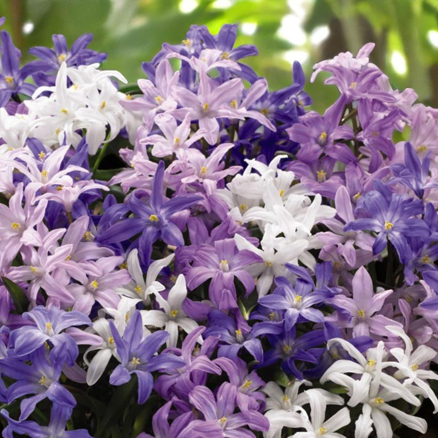 Chionodoxa Mixed Spring Bulbs Cluster of Chionodoxa flowers in mixed shades of purple, lavender, and white, blooming densely in a spring garden. 1