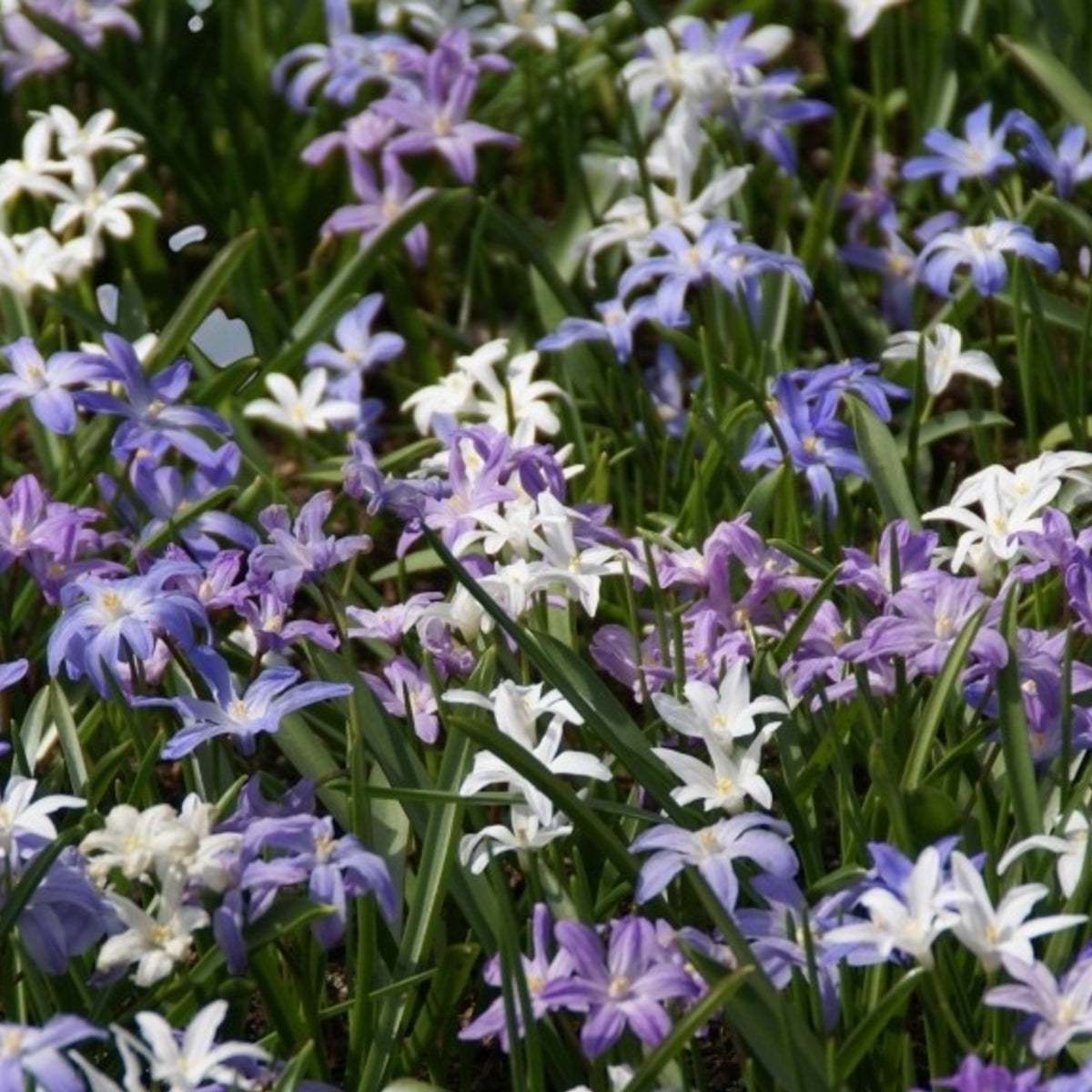 Chionodoxa Mixed Spring Bulbs Naturalistic planting of Chionodoxa in a garden bed, showing a carpet of blue, white, and violet star-shaped flowers. 3