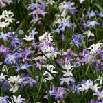 Chionodoxa Mixed Spring Bulbs Naturalistic planting of Chionodoxa in a garden bed, showing a carpet of blue, white, and violet star-shaped flowers. 3
