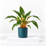 Chlorophytum Green Orange  1