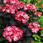 Hydrangea Serrata Choco Black Velvet  2