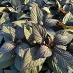 Hydrangea Serrata Choco Black Velvet  4